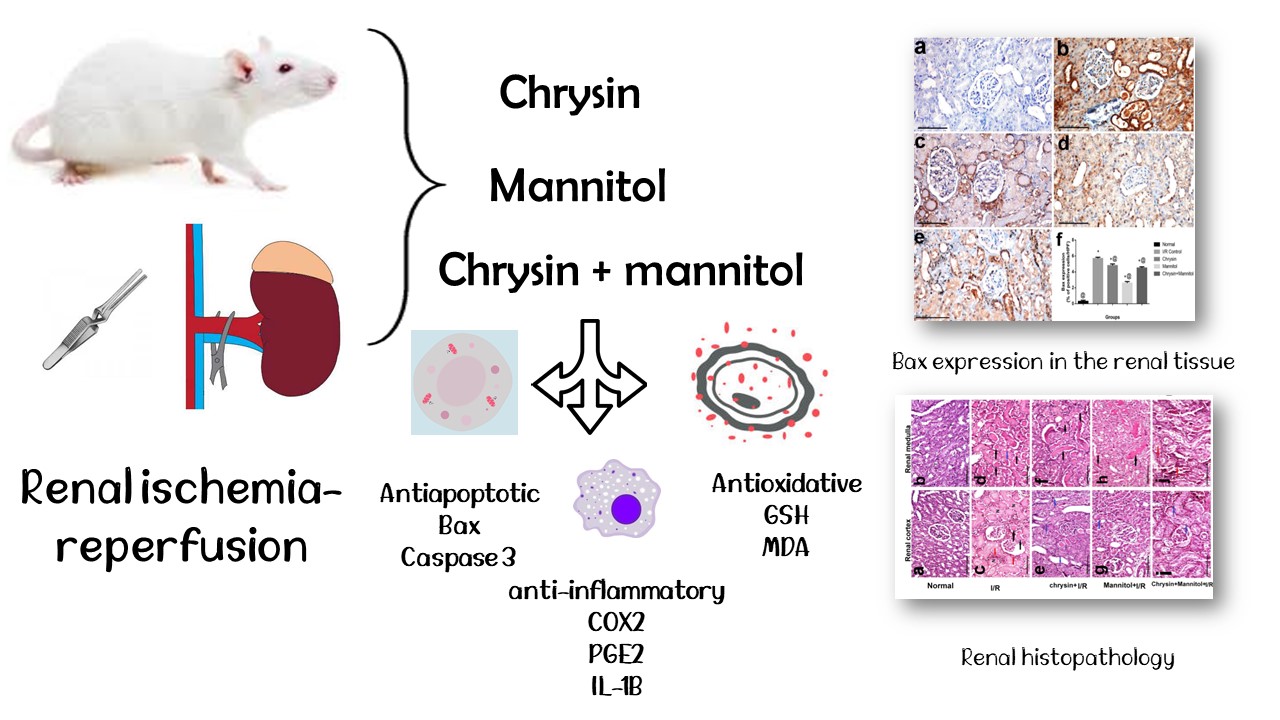 Graphical Abstract